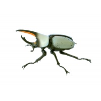 grantii-01