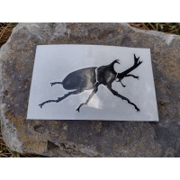 rhino-decal-03